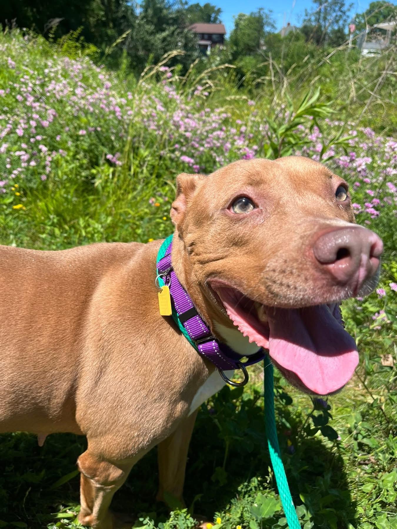 Isla, a ADOPTABLE mixed breed in Cleveland, OH image 4/5