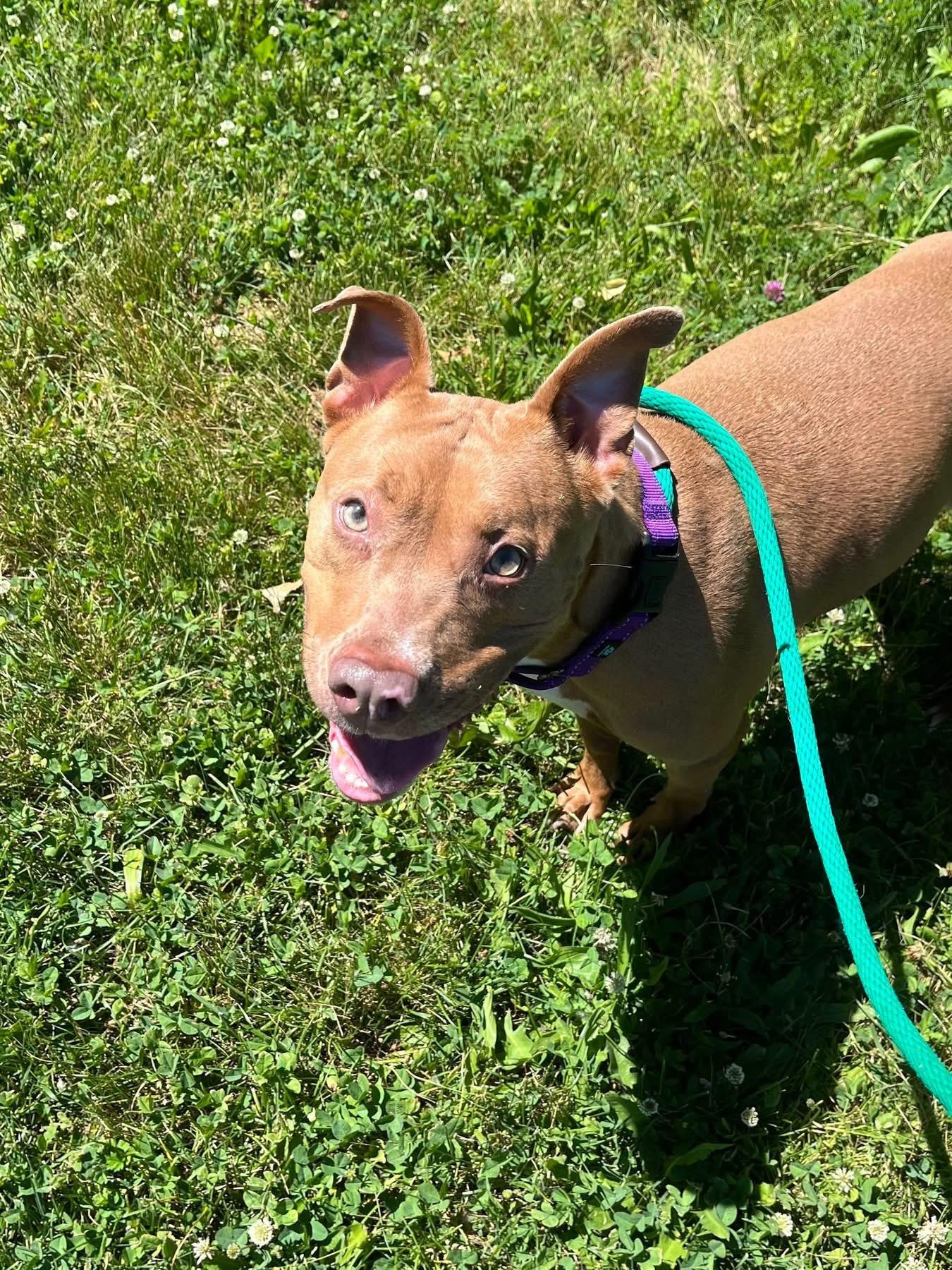 Isla, a ADOPTABLE mixed breed in Cleveland, OH image 1/5