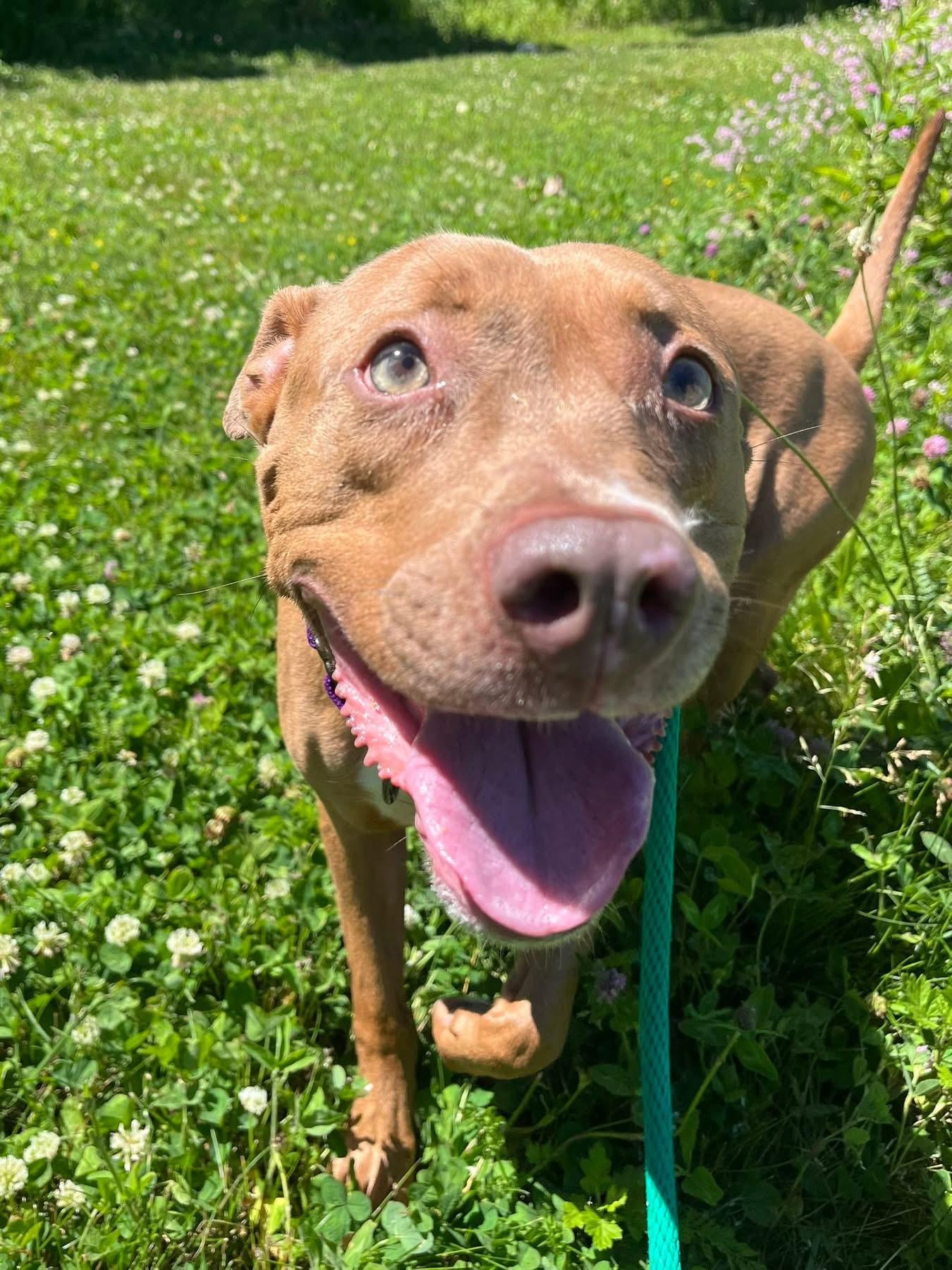 Isla, a ADOPTABLE mixed breed in Cleveland, OH image 2/5