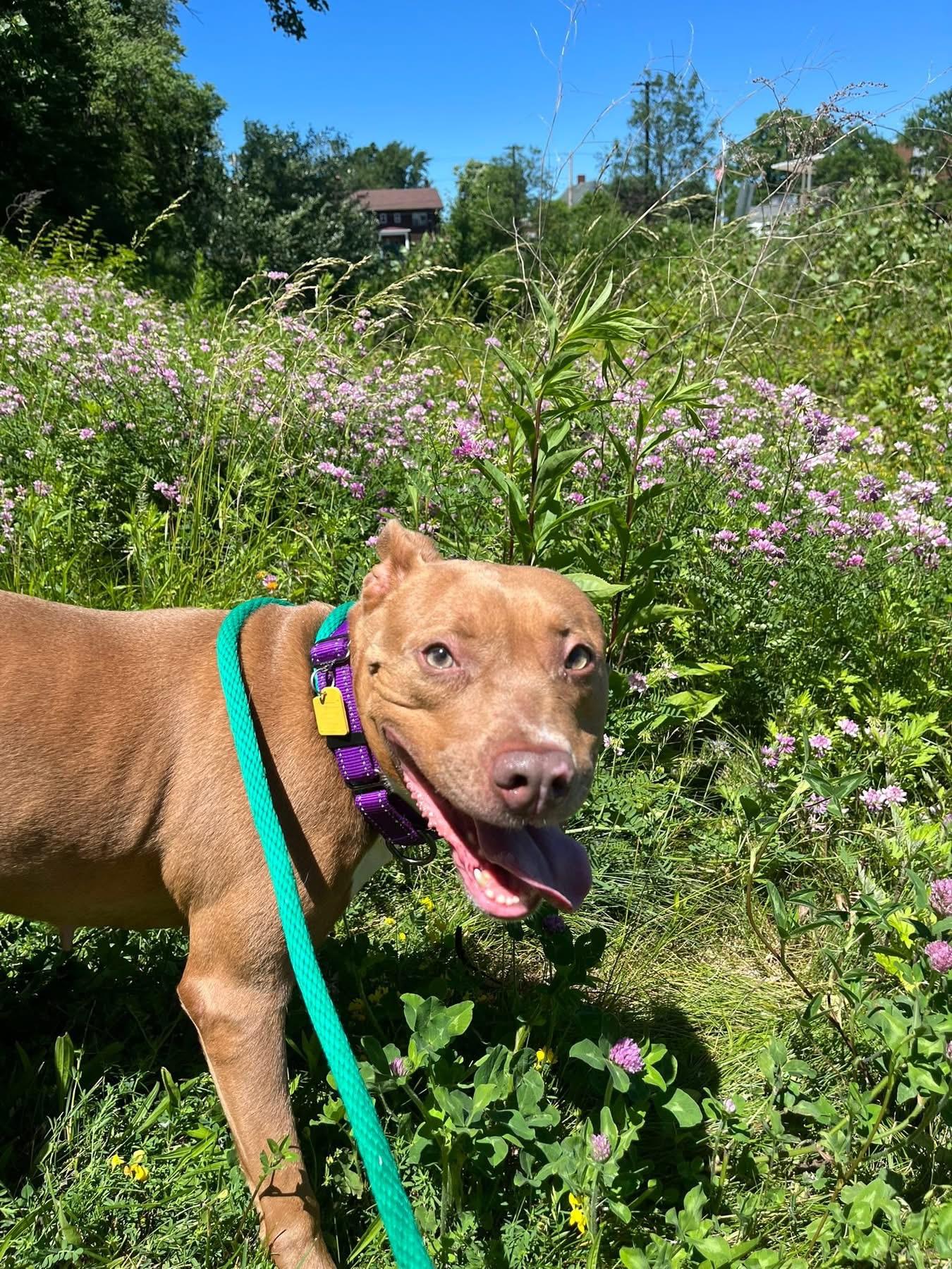 Isla, a ADOPTABLE mixed breed in Cleveland, OH image 3/5