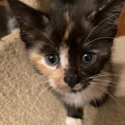 MANX's Litter of 4, a ADOPTABLE mixed breed in Watkinsville, GA image 3/4