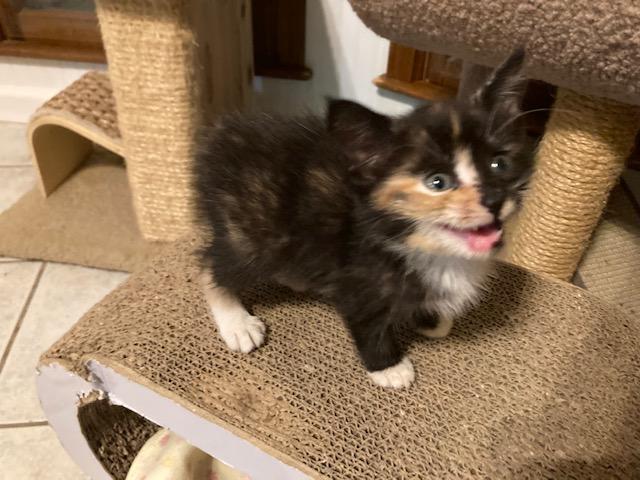 MANX's Litter of 4, a ADOPTABLE mixed breed in Watkinsville, GA image 4/4