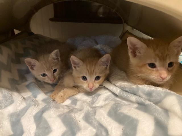 MANX's Litter of 4, a ADOPTABLE mixed breed in Watkinsville, GA image 2/4