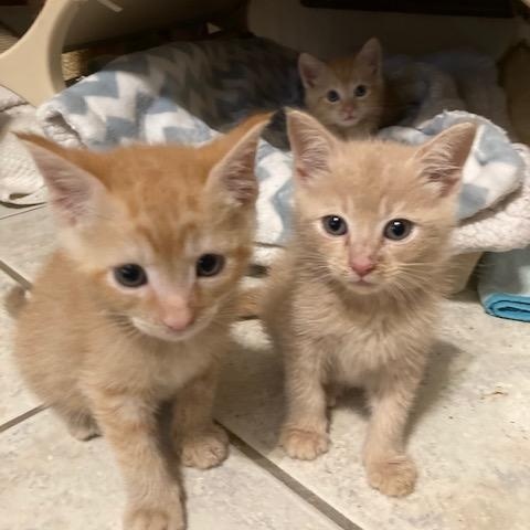 MANX's Litter of 4, a ADOPTABLE mixed breed in Watkinsville, GA image 1/4