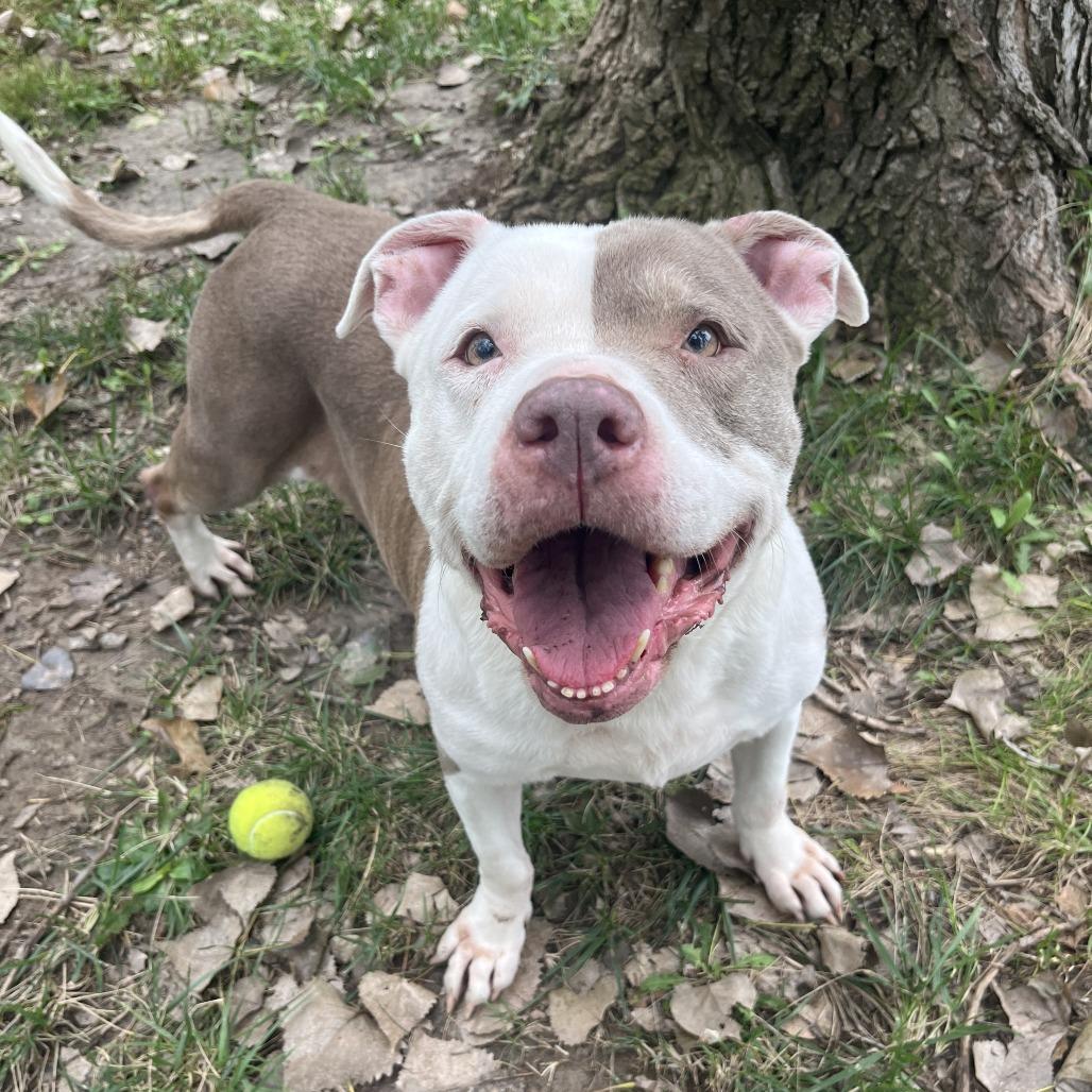 Nebula, Adoptable, Senior Female American Staffordshire Terrier & Pit Bull Terrier.