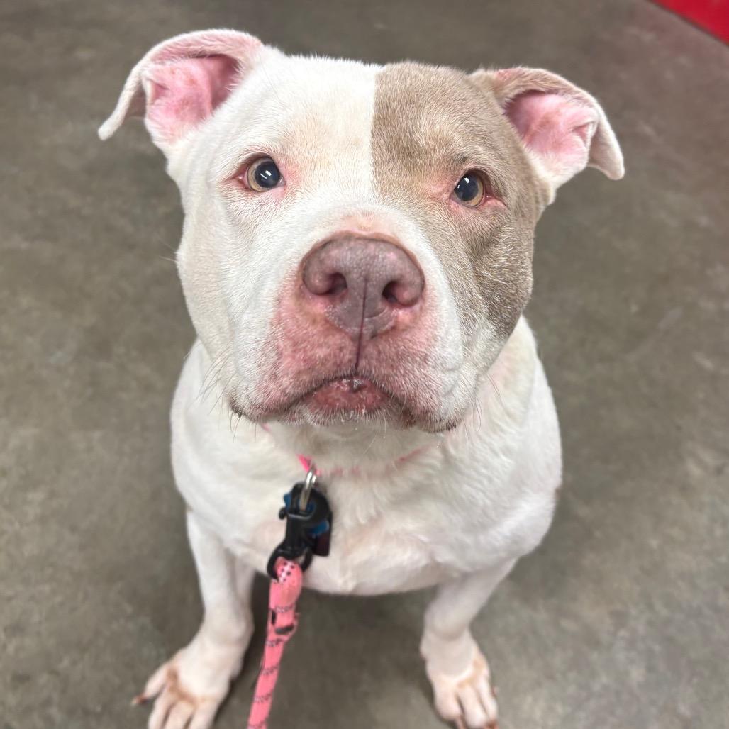 Nebula, Adoptable, Senior Female American Staffordshire Terrier & Pit Bull Terrier.