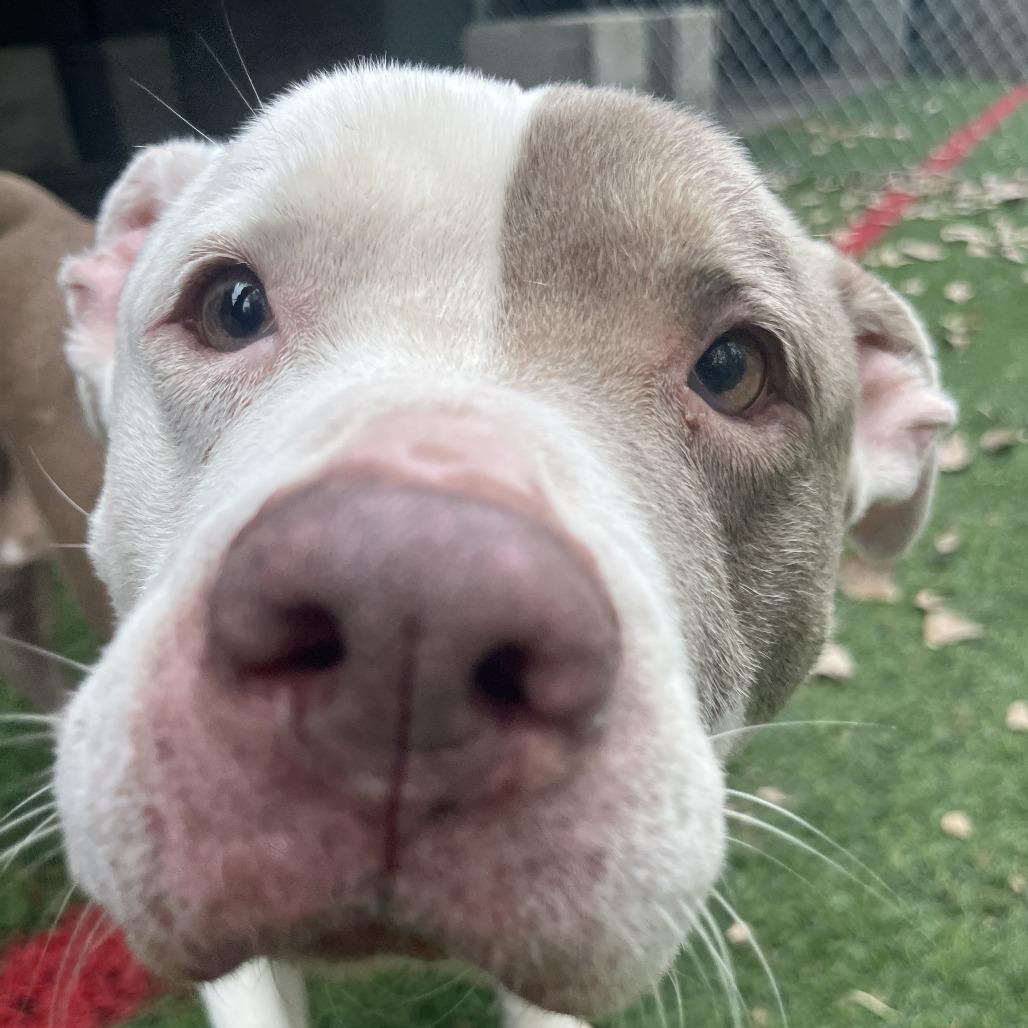 Enlarge Nebula, a Adoptable mixed breed in Manhattan, KS image 3/6