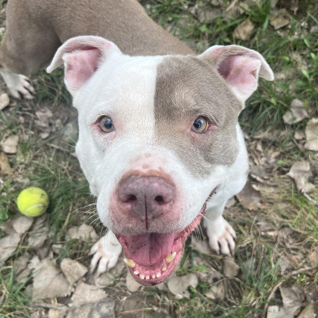 Enlarge Nebula, a Adoptable mixed breed in Manhattan, KS image 4/6