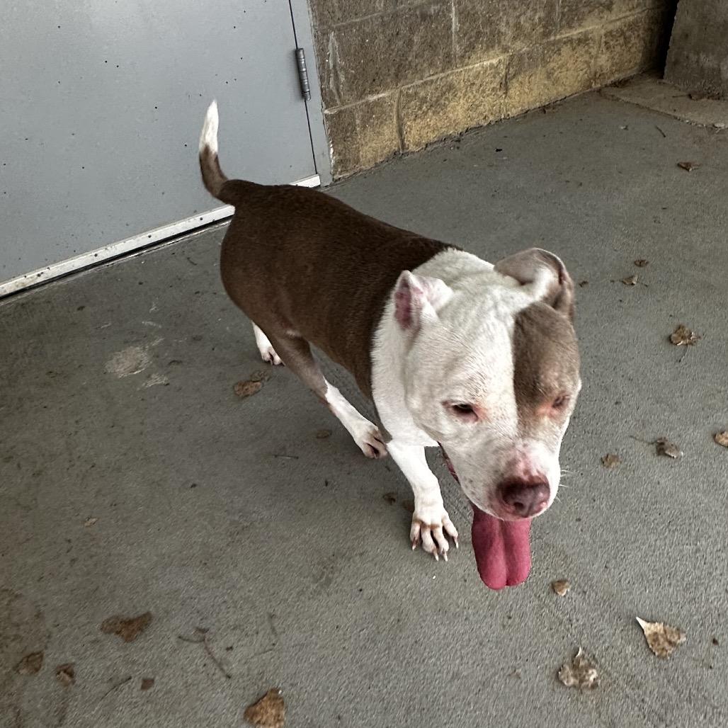 Enlarge Nebula, a Adoptable mixed breed in Manhattan, KS image 2/3