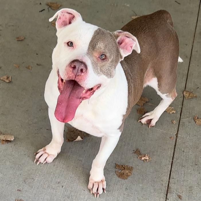 Enlarge Nebula, a Adoptable mixed breed in Manhattan, KS image 3/3