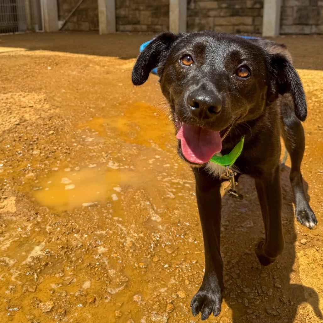 Fae, Adoptable, Young Female Mixed Breed.
