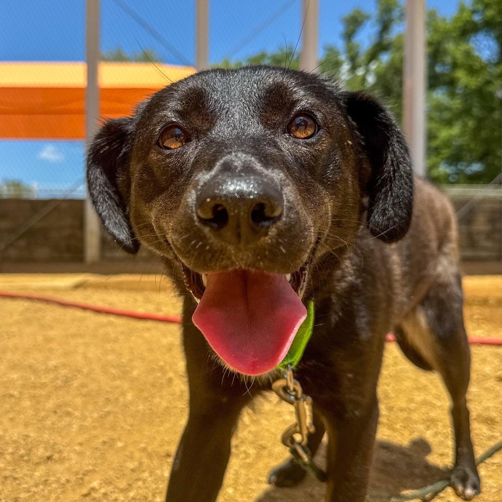 Enlarge Fae, a Adoptable Mixed Breed in Bentonville, AR image 2/6