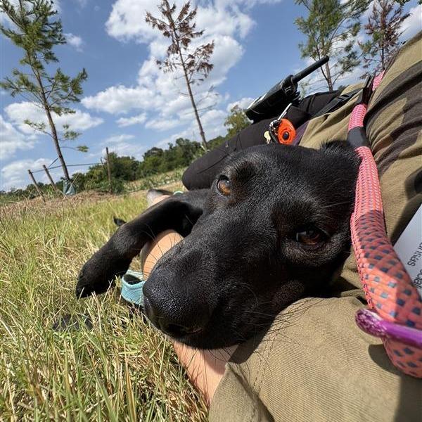 Enlarge Fae, a Adoptable Mixed Breed in Bentonville, AR image 3/6