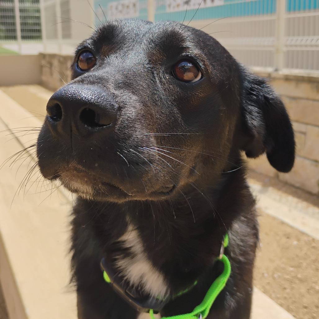 Enlarge Fae, a Adoptable Mixed Breed in Bentonville, AR image 4/6