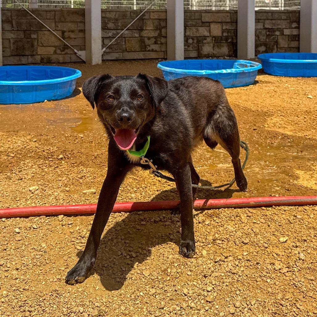 Enlarge Fae, a Adoptable Mixed Breed in Bentonville, AR image 5/6