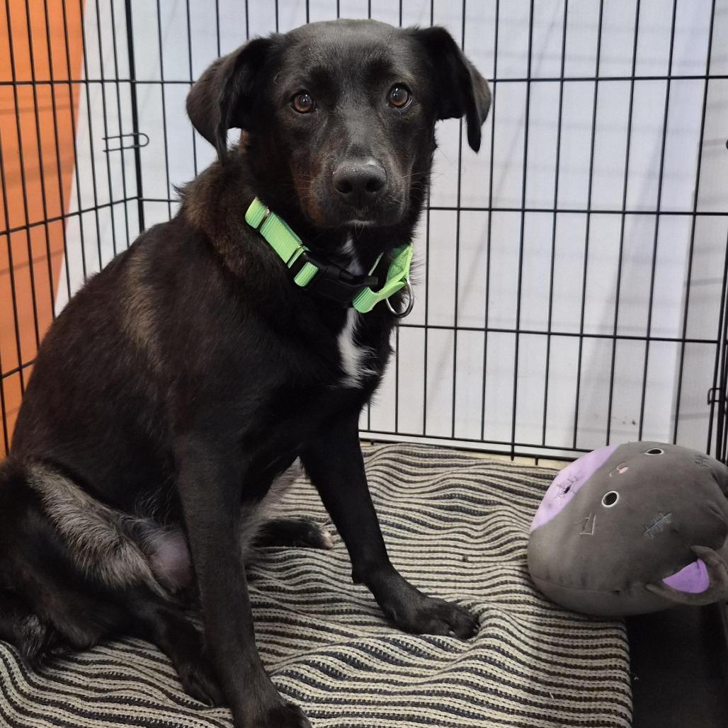 Enlarge Fae, a Adoptable Mixed Breed in Bentonville, AR image 6/6