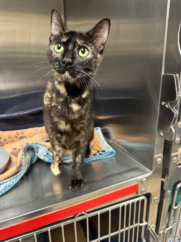 Naomi (Woodlyn), Adoptable, Young Female Domestic Short Hair.