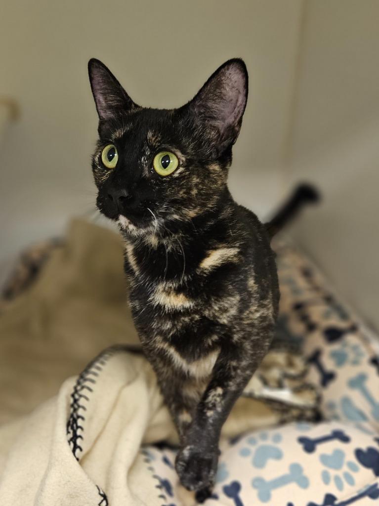 Enlarge Naomi (Woodlyn), a Adoptable mixed breed in Johnson City, TN image 2/2