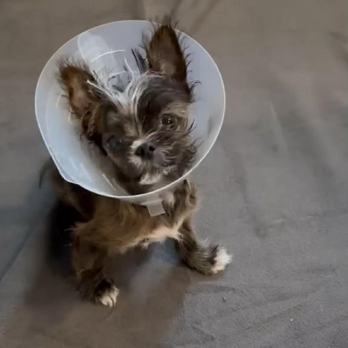 Enlarge Steve, a ADOPTABLE mixed breed in Homer Glen, IL image 2/5