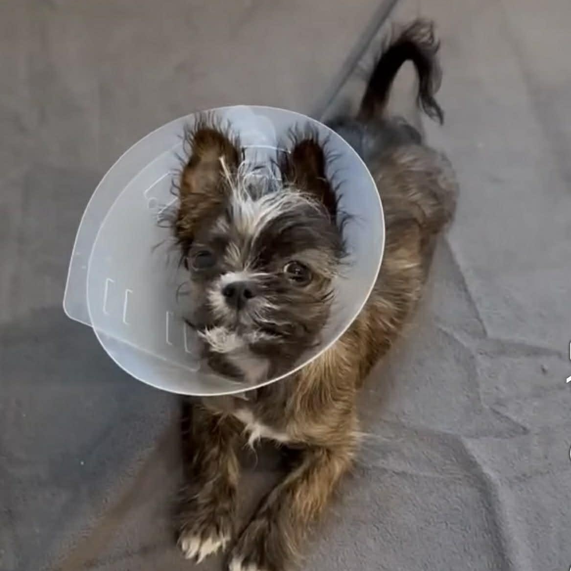 Enlarge Steve, a ADOPTABLE mixed breed in Homer Glen, IL image 5/5