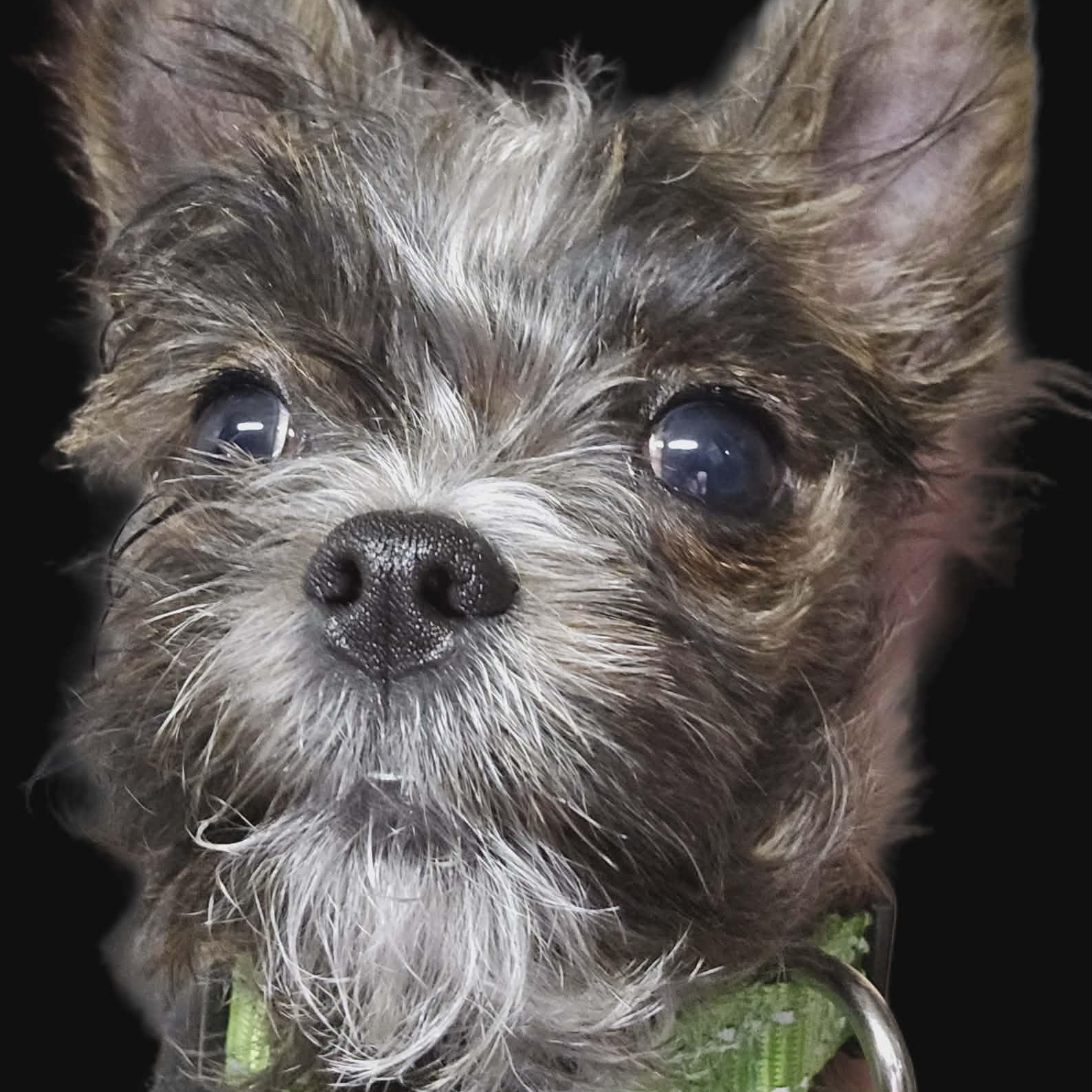 Steve, an adopted mixed breed in Homer Glen, IL image 1/5