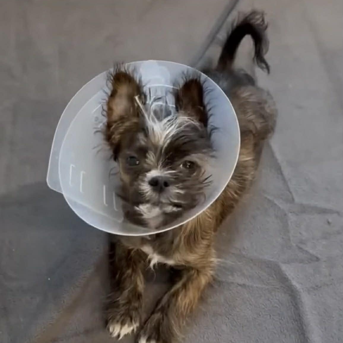 Enlarge Steve, a ADOPTABLE mixed breed in Homer Glen, IL image 4/5