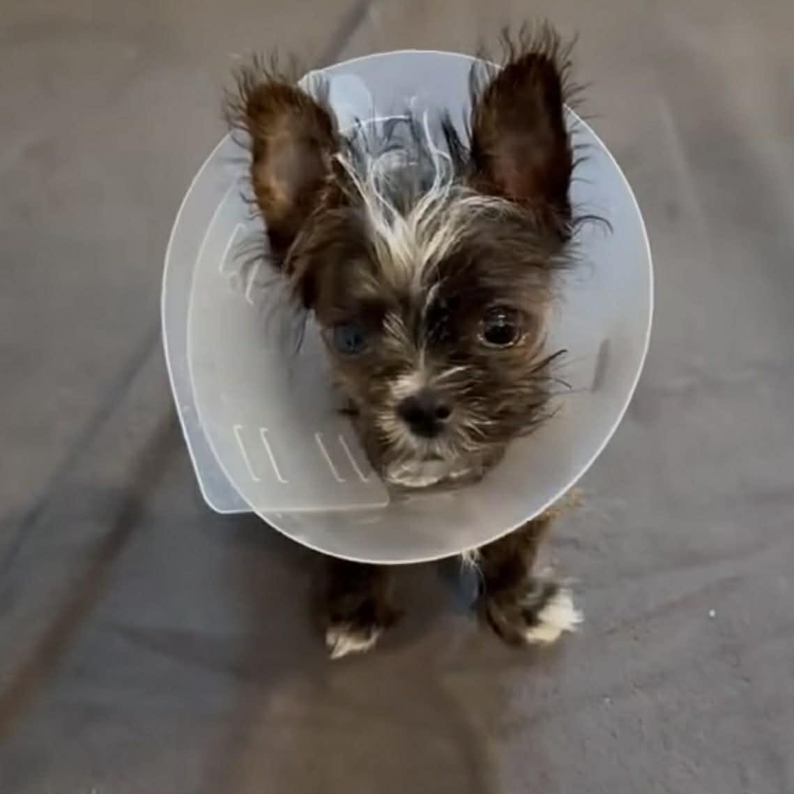 Enlarge Steve, a ADOPTABLE mixed breed in Homer Glen, IL image 3/5