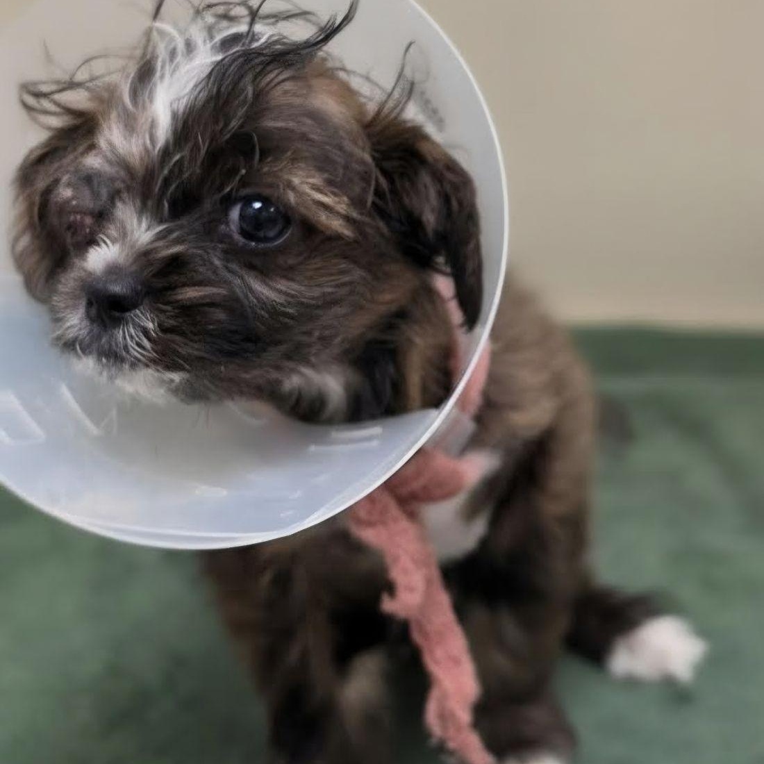 Steve, ADOPTABLE, Puppy Male Terrier.