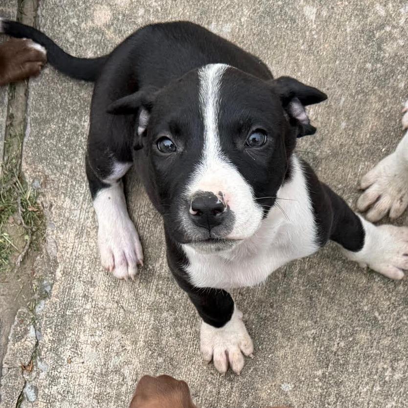 Aspen, Adoptable, Puppy Male Mixed Breed & Pit Bull Terrier.