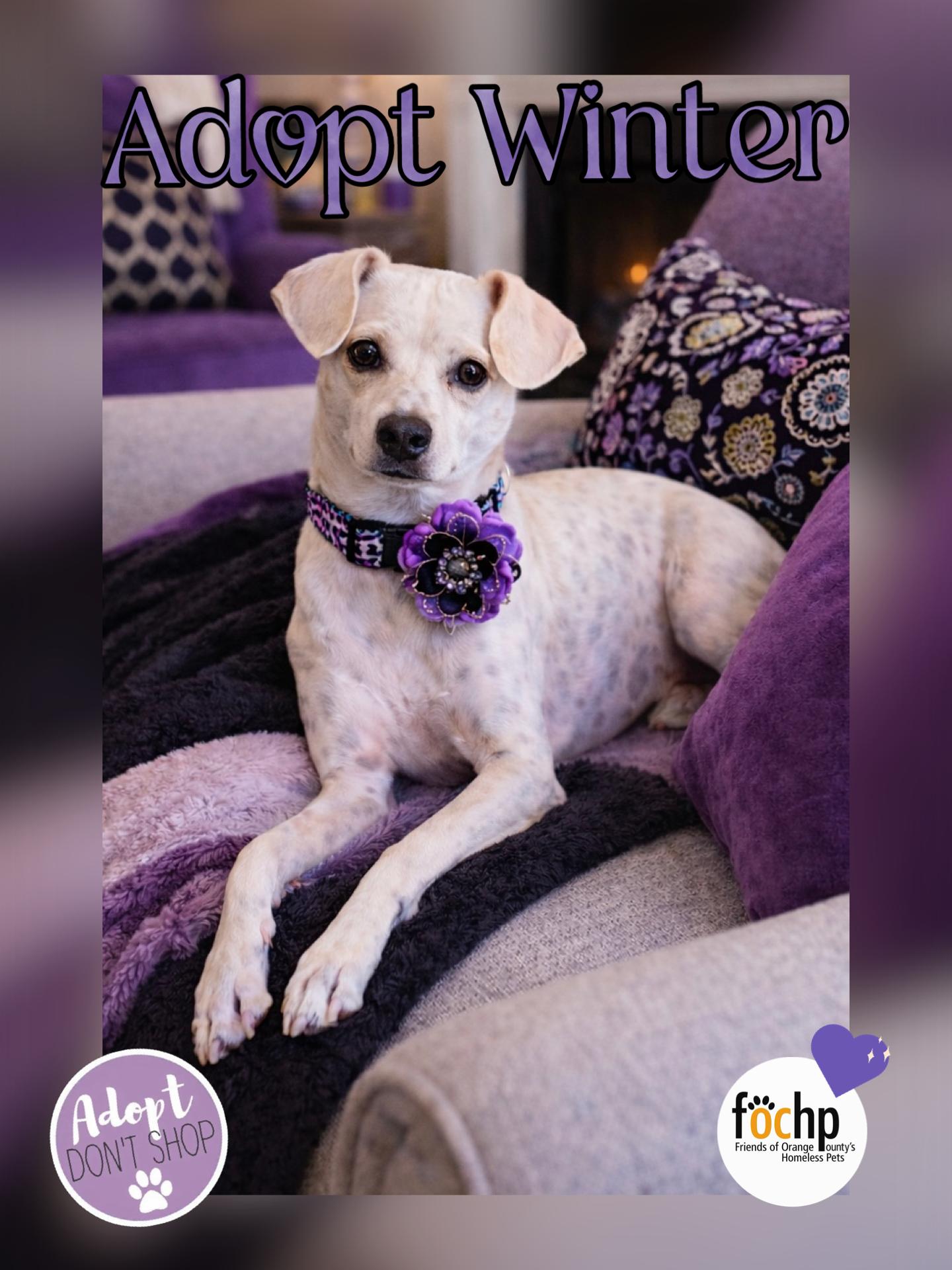 Enlarge Winter, a Adoptable mixed breed in Orange, CA image 1/2