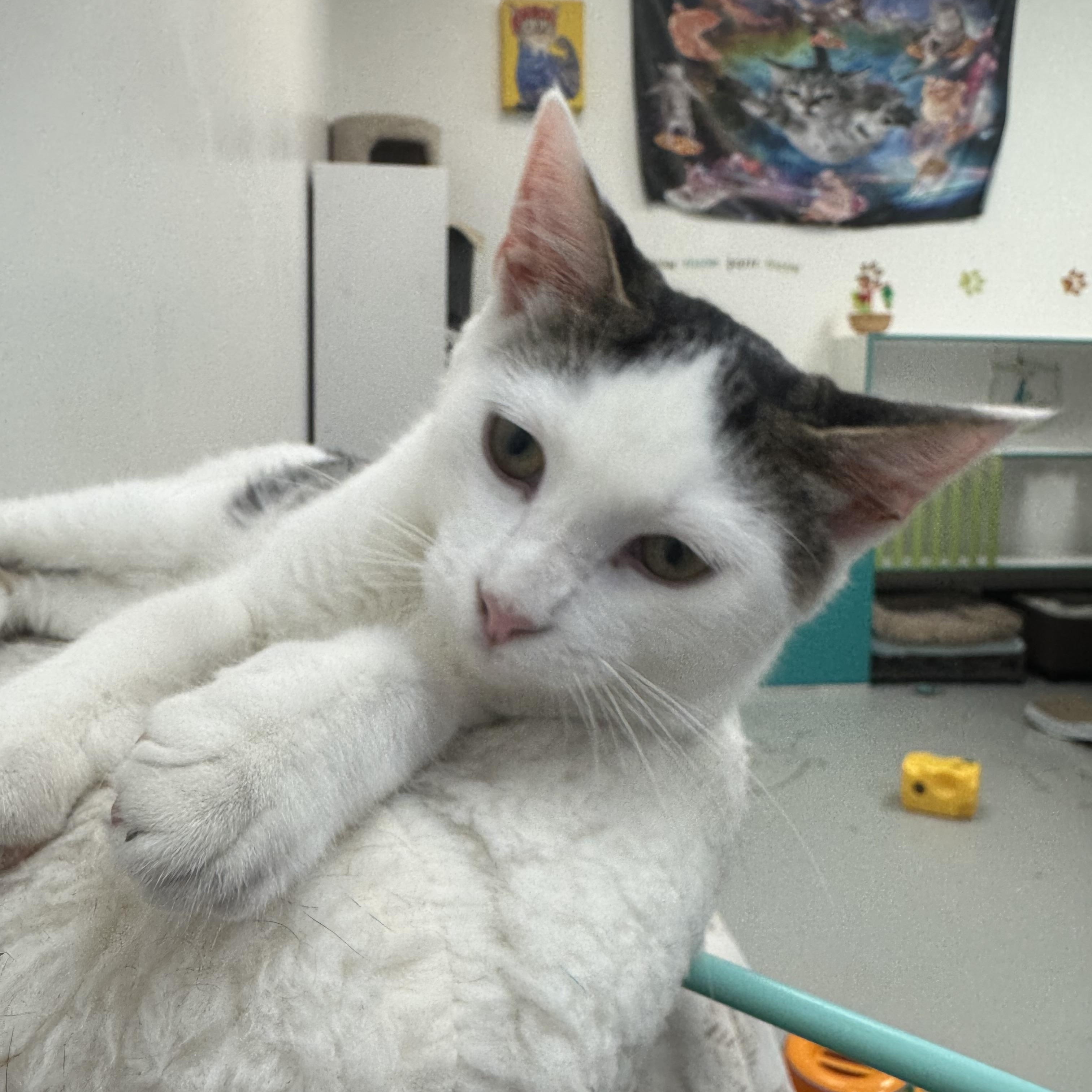 Rico, a ADOPTABLE Domestic Short Hair in Crystal Lake, IL image 1/5