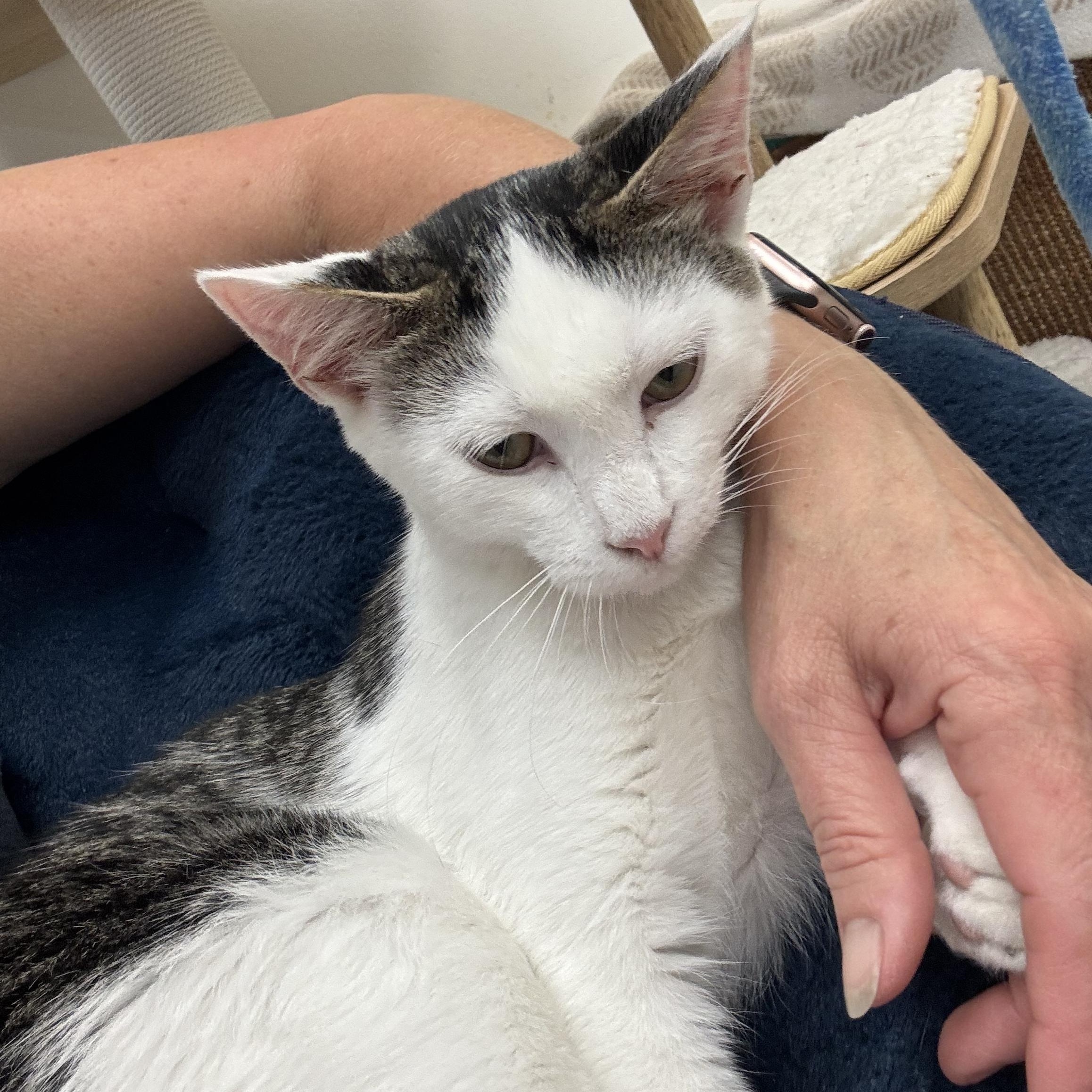 Rico, a ADOPTABLE Domestic Short Hair in Crystal Lake, IL image 2/5