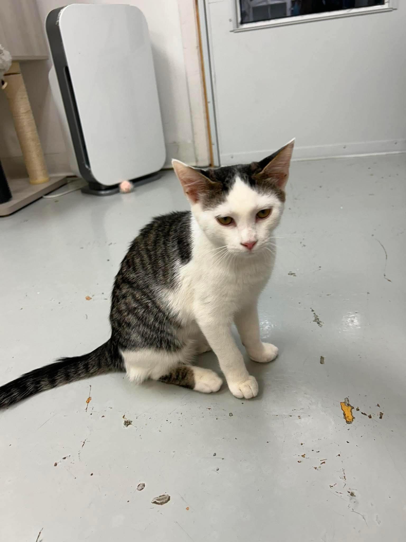 Rico, a ADOPTABLE Domestic Short Hair in Crystal Lake, IL image 5/5