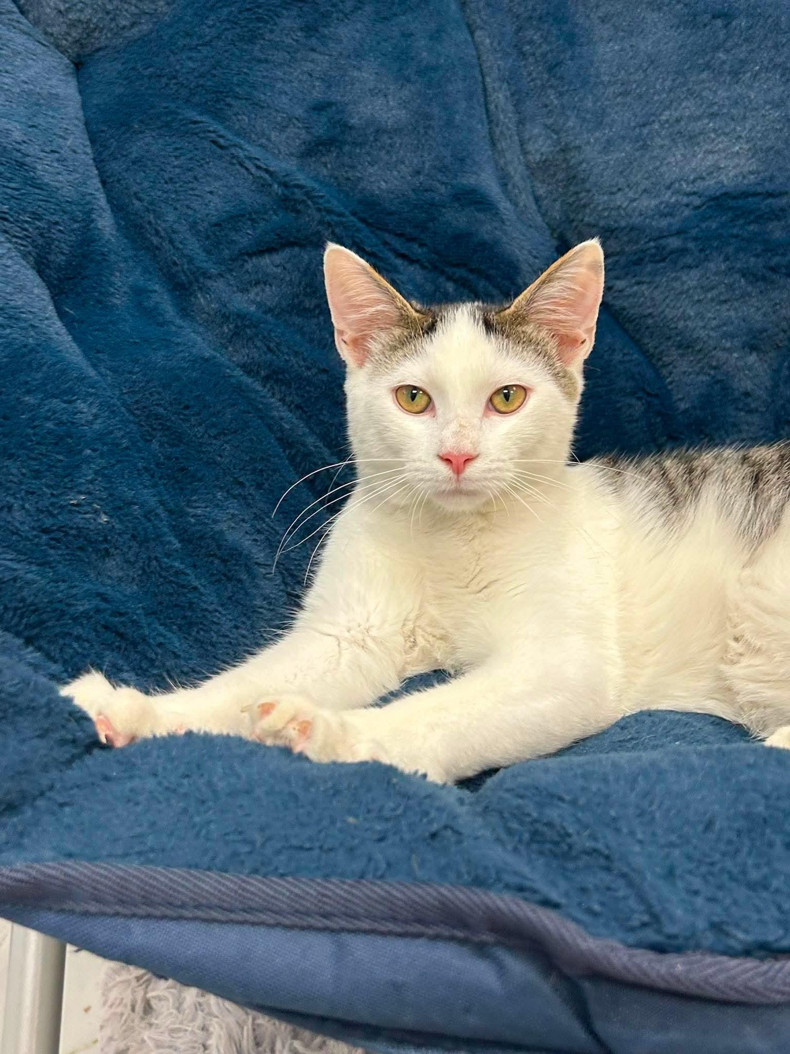 Rico, a ADOPTABLE Domestic Short Hair in Crystal Lake, IL image 3/5