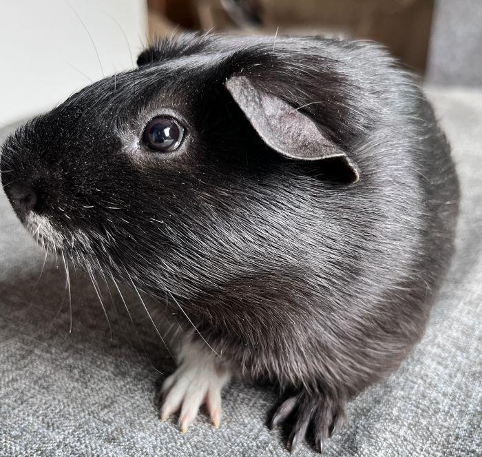 Enlarge Cookie, a Adoptable Short-Haired in Streamwood, IL image 1/3