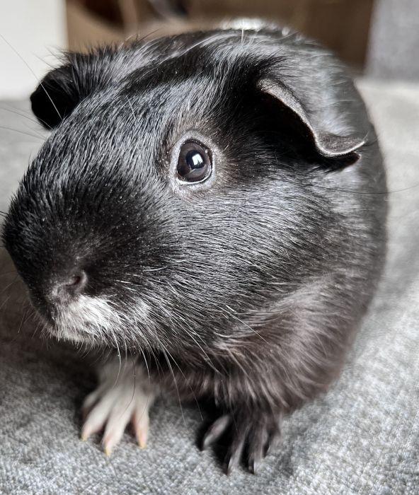 Enlarge Cookie, a Adoptable Short-Haired in Streamwood, IL image 2/3