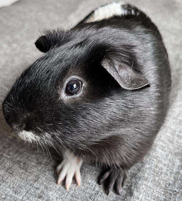 Enlarge Cookie, a Adoptable Short-Haired in Streamwood, IL image 3/3