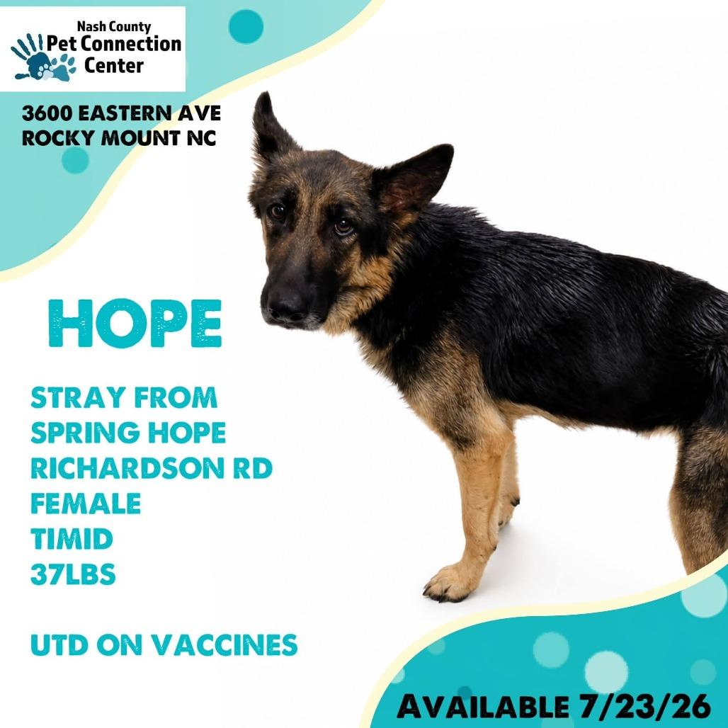 Enlarge HOPE  Available NOW - ADOPTION or RESCUE!, a Adoptable mixed breed in Nashville, NC image 1/1