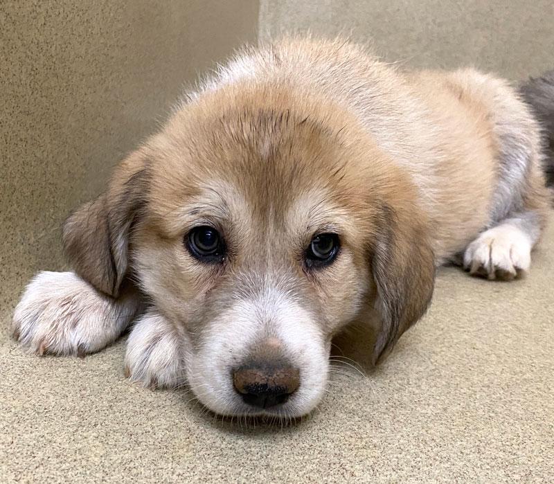 Enlarge Rumi #22479, an adopted mixed breed in Monroe, GA image 3/3