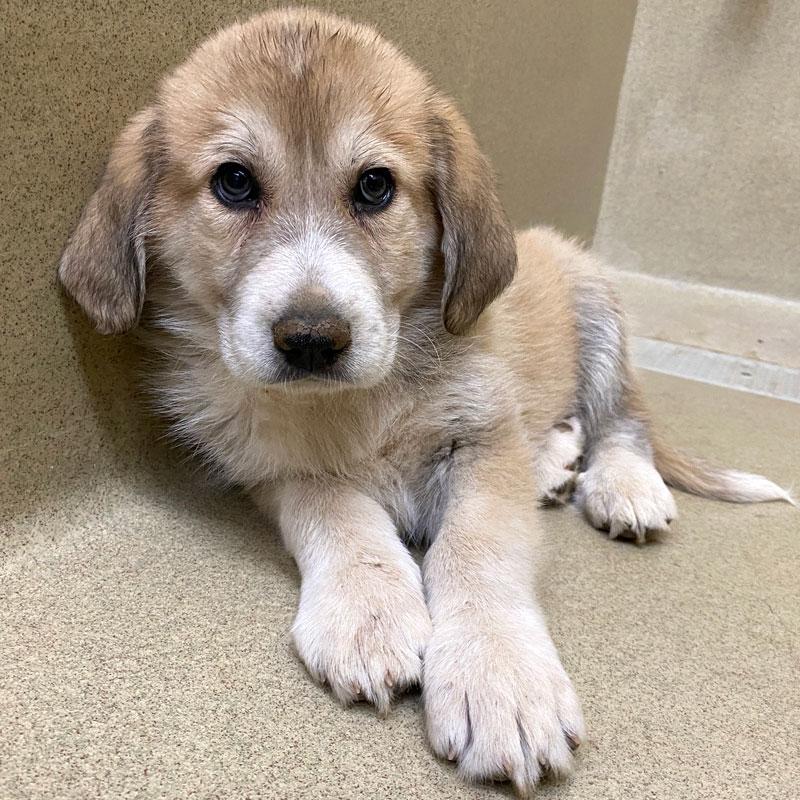 Enlarge Rumi #22479, an adopted mixed breed in Monroe, GA image 1/3