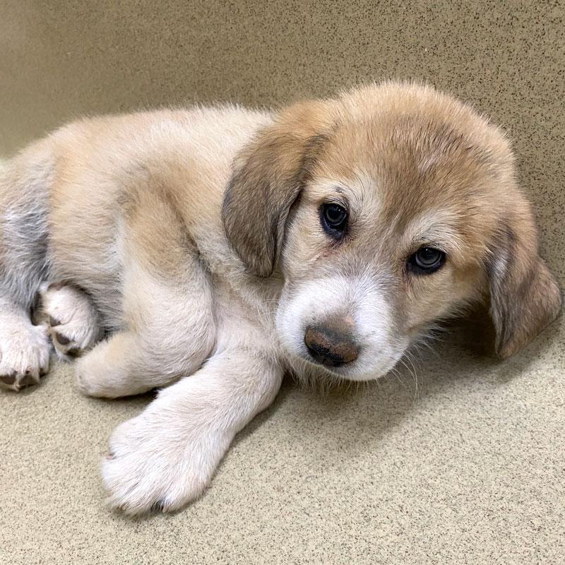 Enlarge Rumi #22479, an adopted mixed breed in Monroe, GA image 2/3