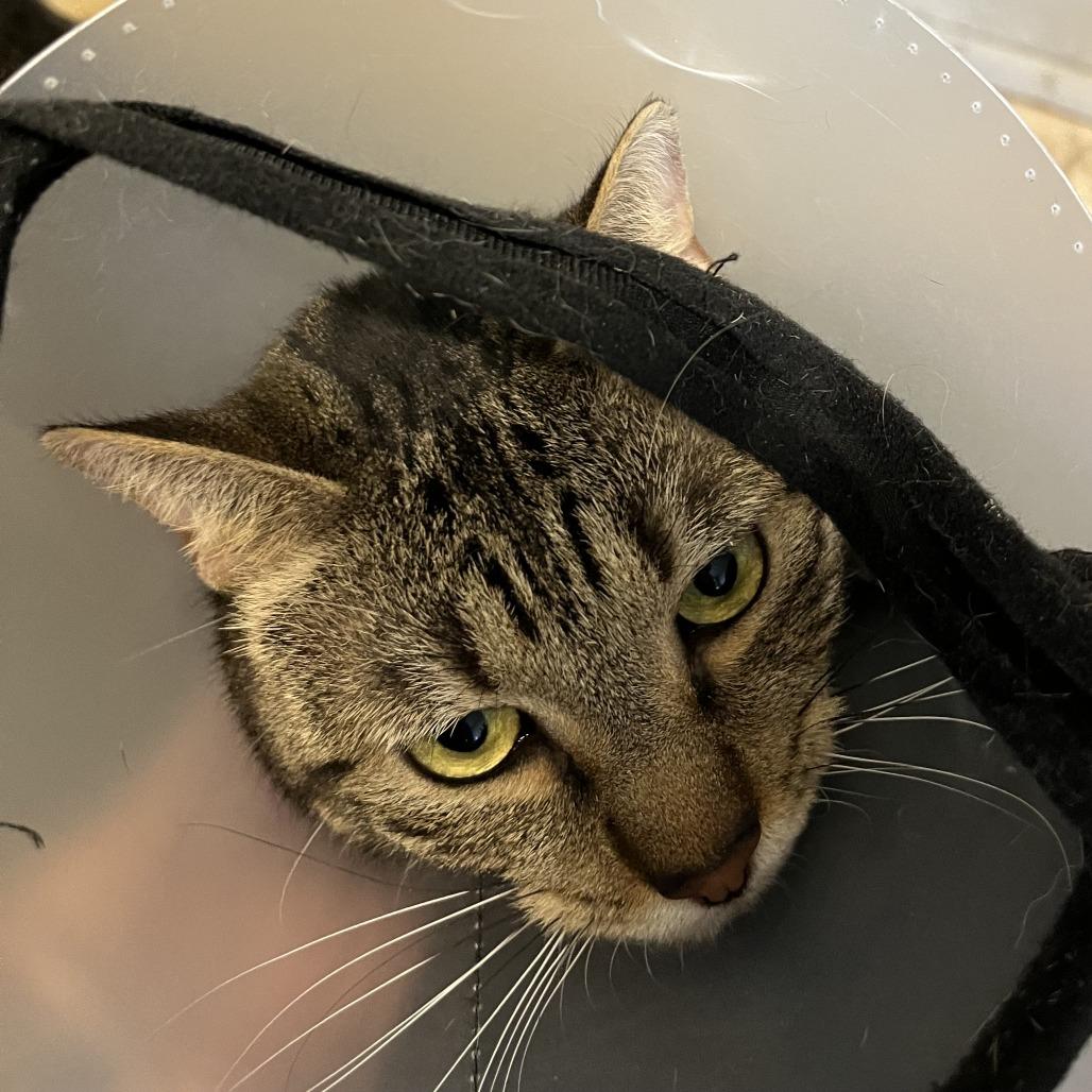 Enlarge Madison (previous ID 80222002), a Adoptable Domestic Short Hair in Richmond Hill, GA image 1/3