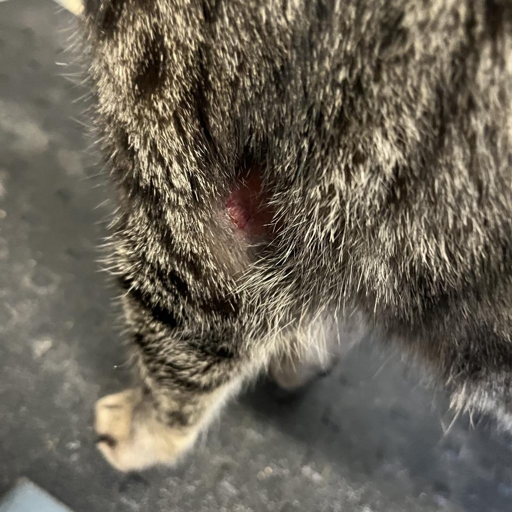 Enlarge Madison (previous ID 80222002), a Adoptable Domestic Short Hair in Richmond Hill, GA image 2/3