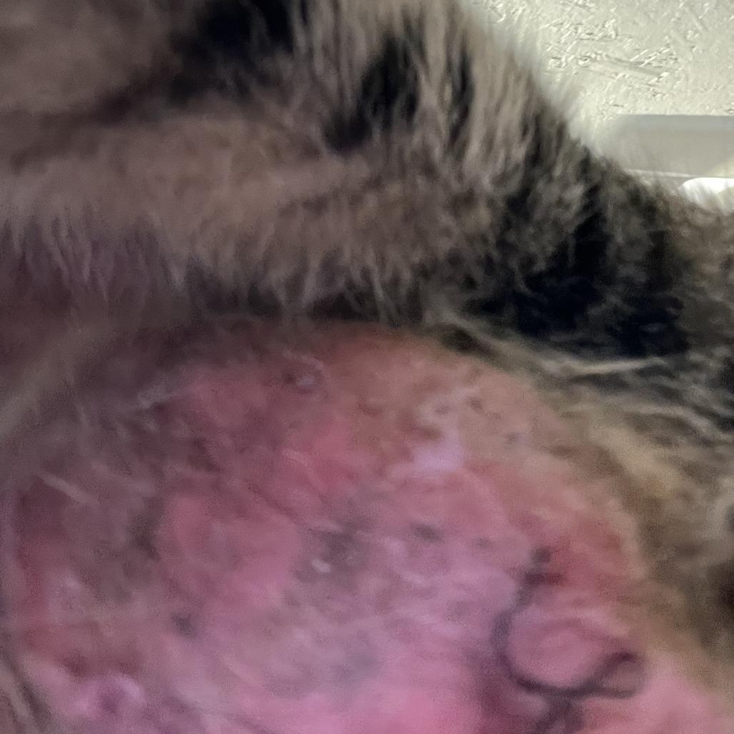 Enlarge Madison (previous ID 80222002), a Adoptable Domestic Short Hair in Richmond Hill, GA image 3/3