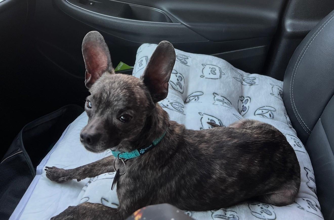 Enlarge Confetti, a ADOPTABLE Chihuahua in Broken Arrow, OK image 1/1