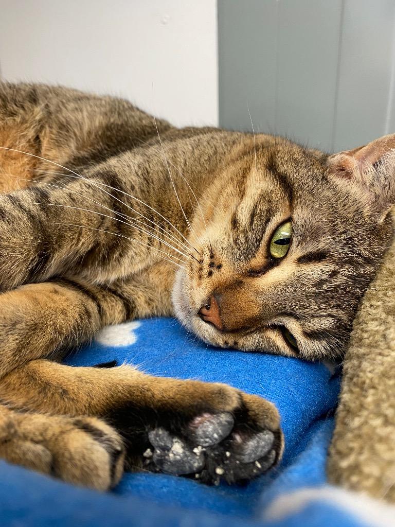 Enlarge Marshall Whiskerson / Lilly Pawdrin, a Adoptable mixed breed in Winnipeg, MB image 3/6