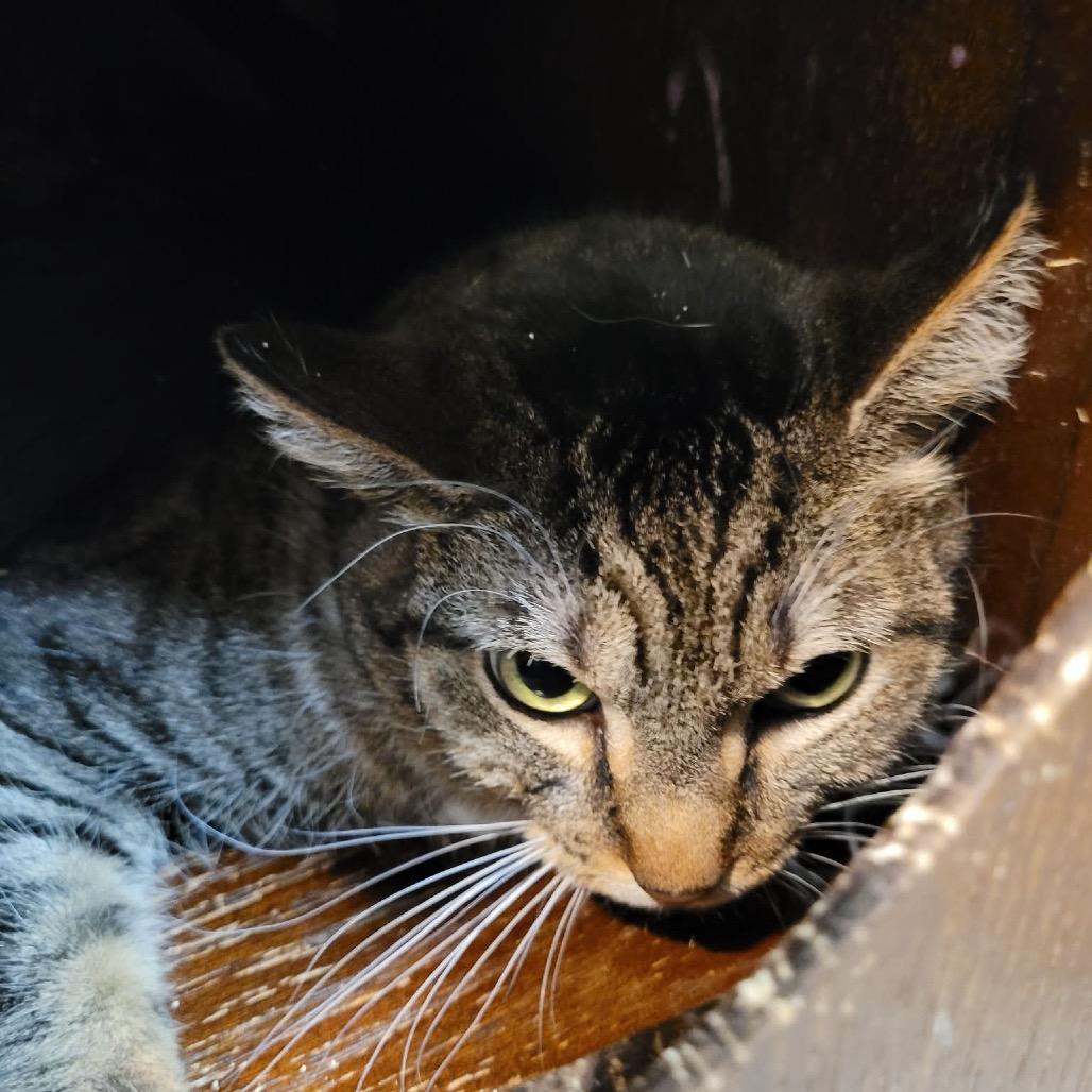 Ipsy, Adoptable, Adult Female Domestic Short Hair.