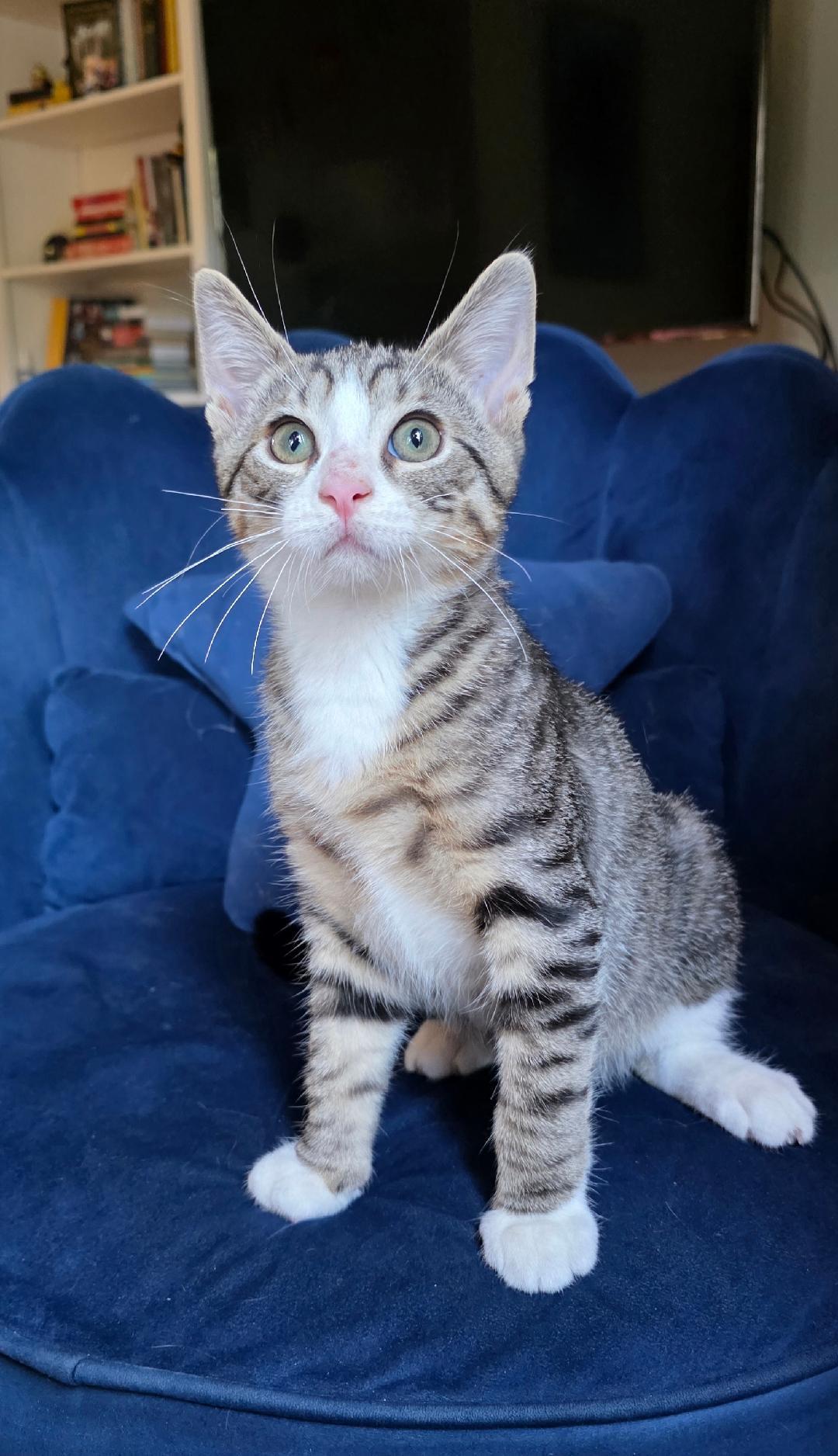 Capri, Adoptable, Kitten Male Tiger.