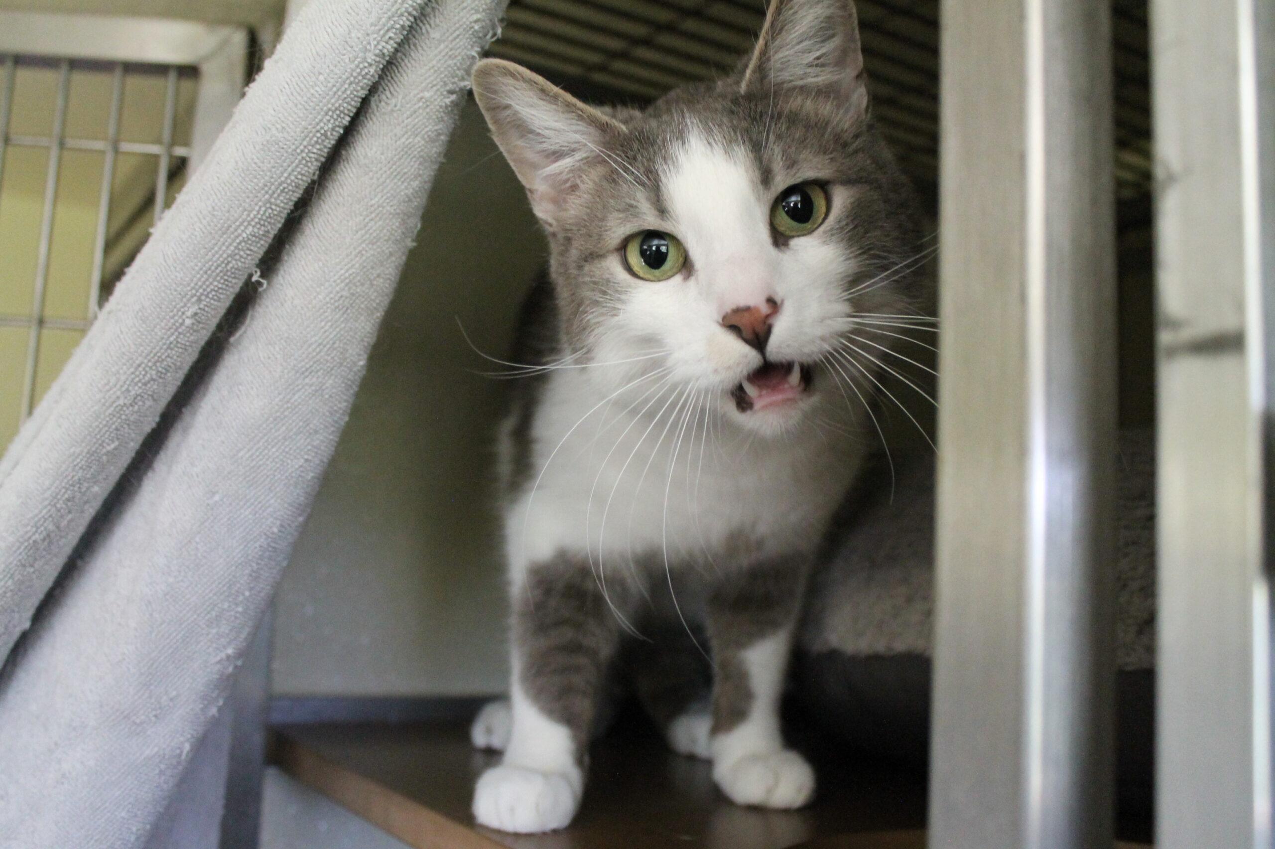 Fox, adopted, Adult Male Domestic Short Hair.