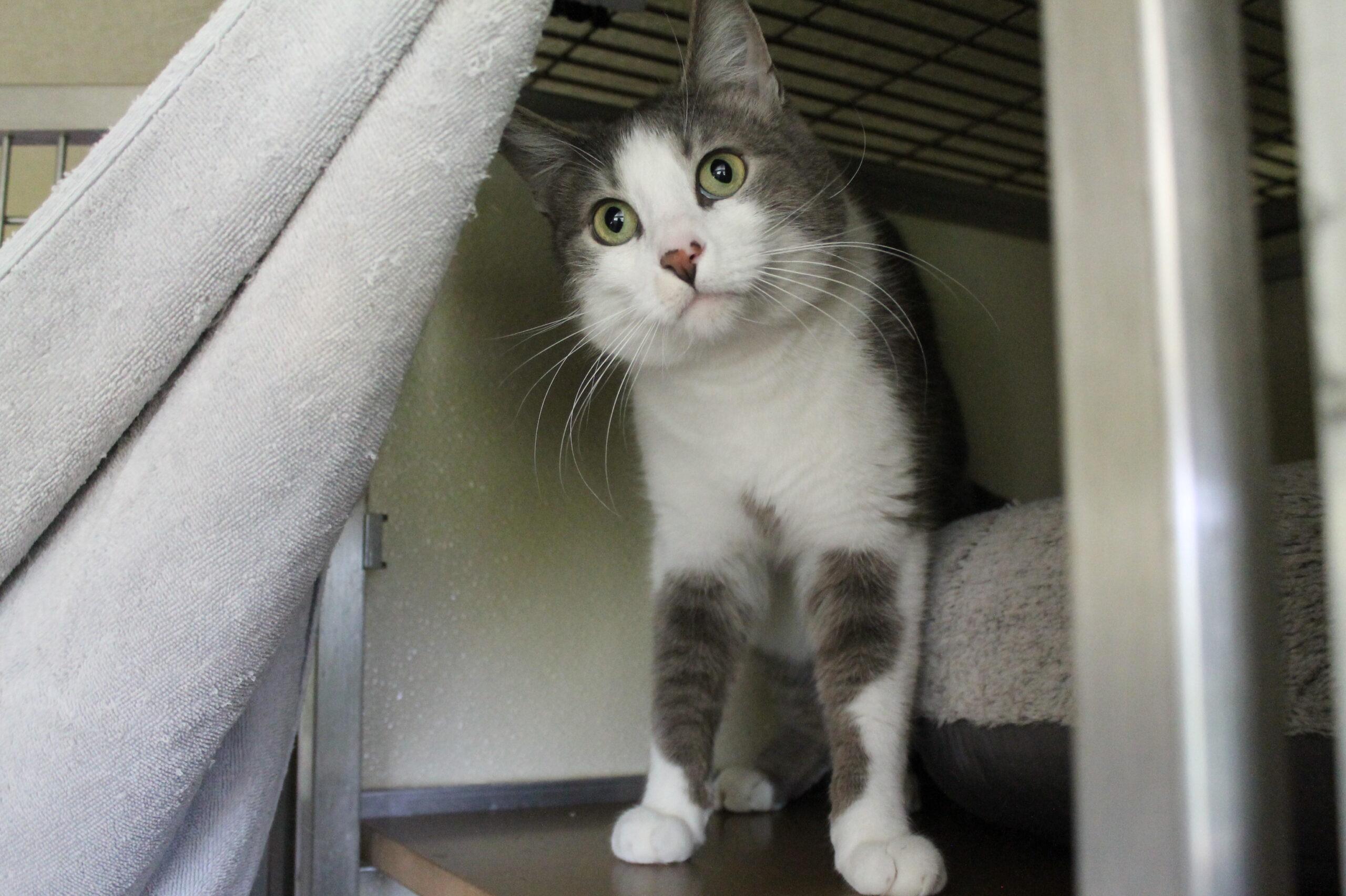 Fox, an adopted mixed breed in McCall, ID image 2/2